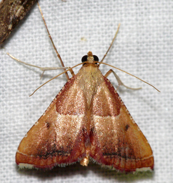Endotricha flammealis - tüzesszárnyú fényilonca