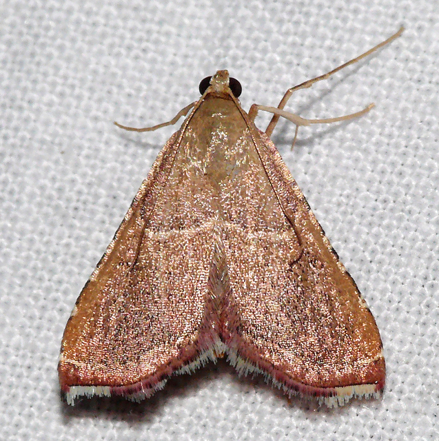 Endotricha flammealis - tüzesszárnyú fényilonca