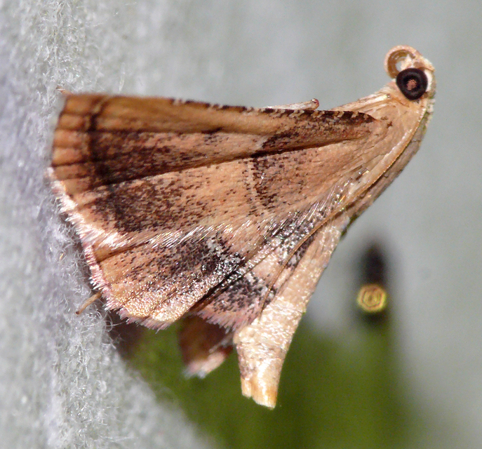 Endotricha flammealis - tüzesszárnyú fényilonca