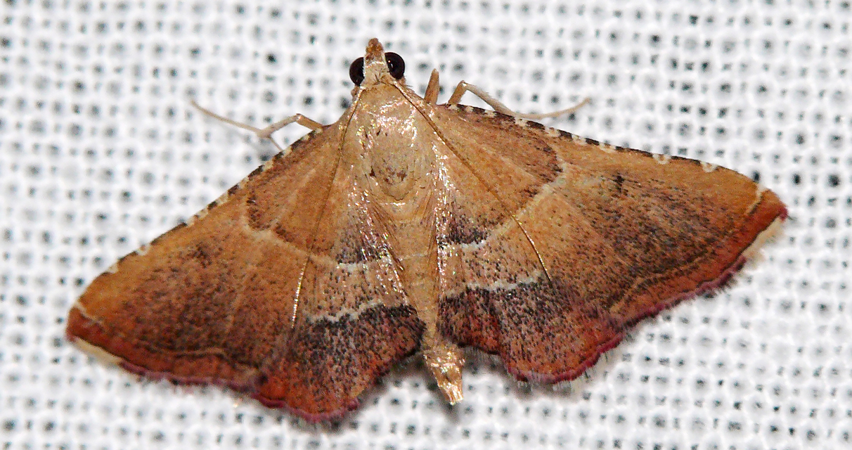 Endotricha flammealis - tüzesszárnyú fényilonca