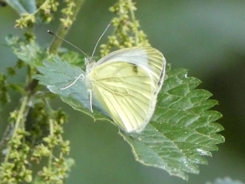 Pieris napi - repcelepke