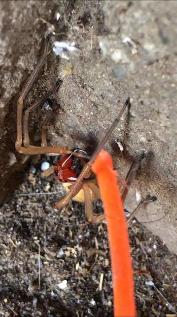Cheiracanthium