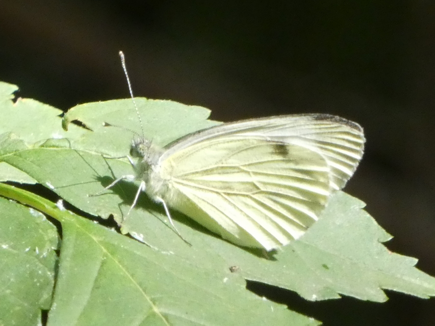 Pieris napi - repcelepke