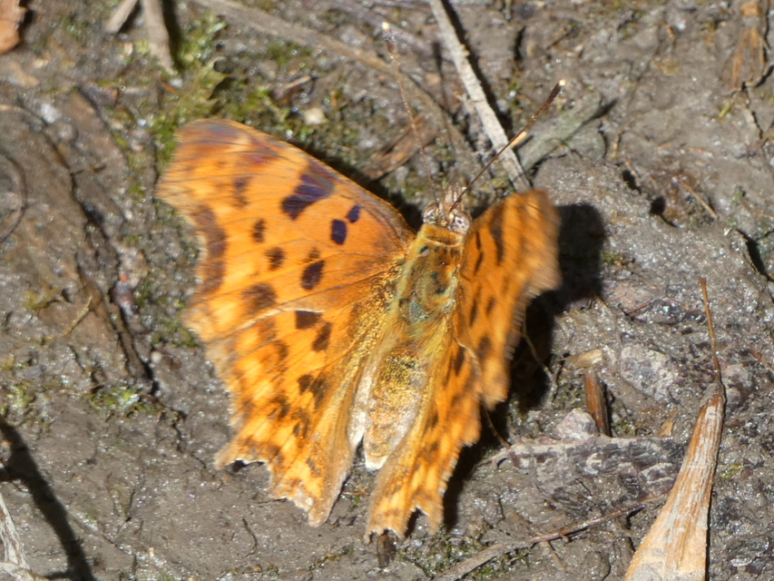 Nymphalis c-album - C-betűs lepke