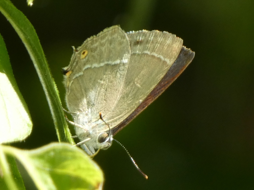 Neozephyrus quercus - tölgyfalepke