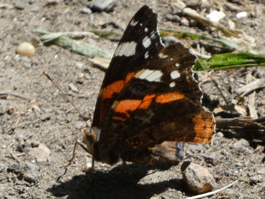 Vanessa atalanta - atalantalepke