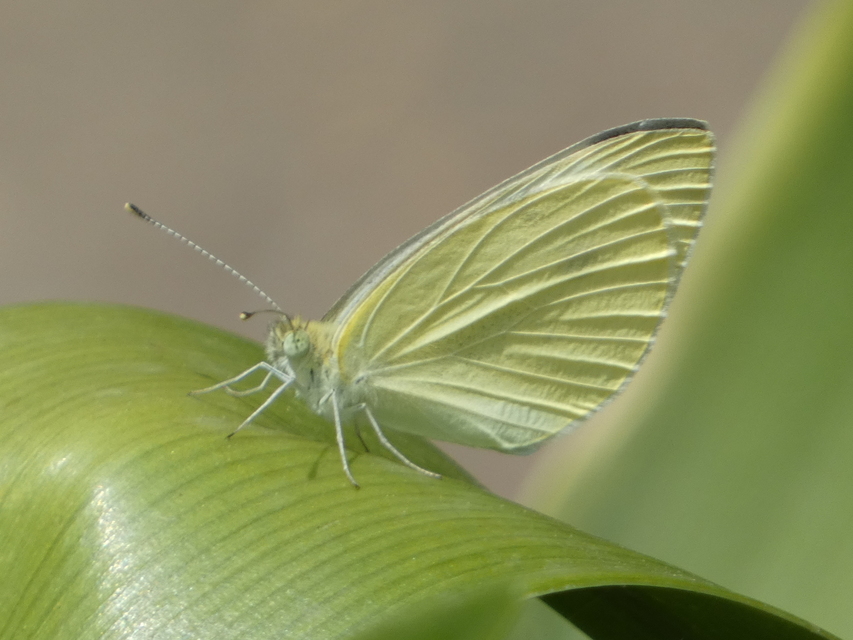 Pieris rapae - répalepke