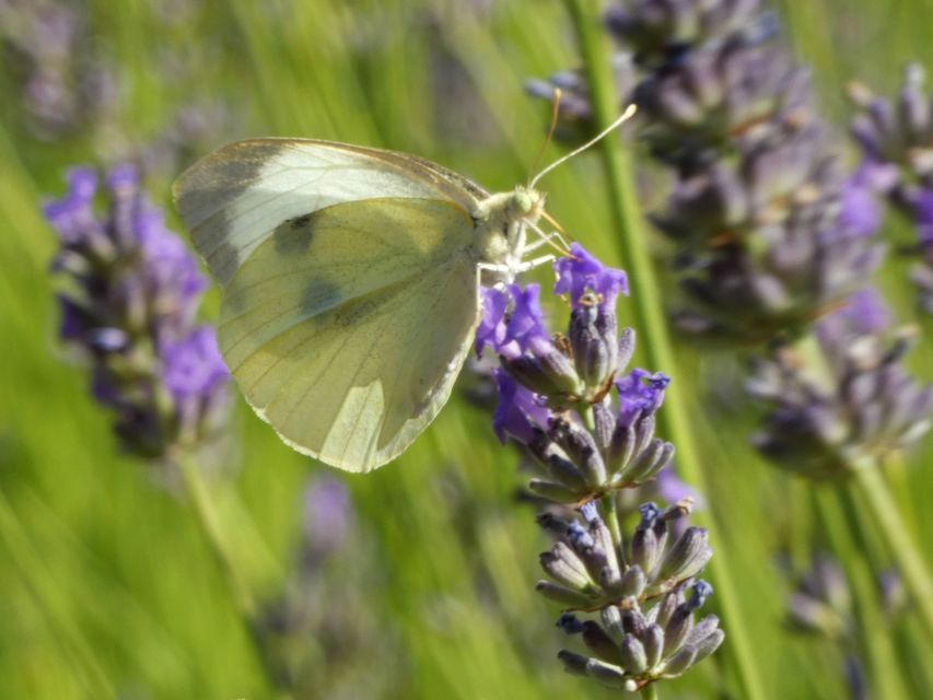 Pieris brassicae - káposztalepke
