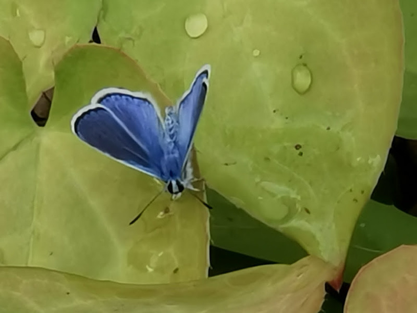 Polyommatus icarus - közönséges boglárka