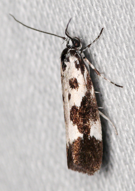 Ethmia quadrillella - gyászos feketemoly