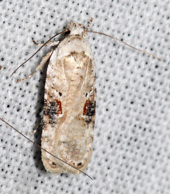 Agonopterix alstromeriana - bürök-laposmoly