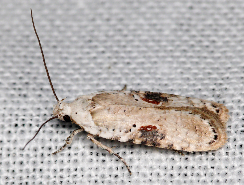 Agonopterix alstromeriana - bürök-laposmoly