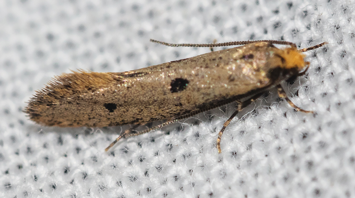Tinea trinotella - hárompettyes fészekmoly