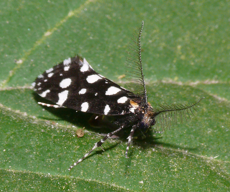 Euplocamus anthracinalis - fésűscsápú korhadékmoly