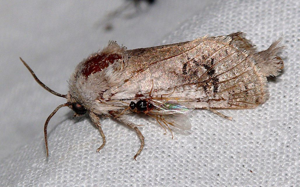 Parahypopta caestrum - spárgalepke
