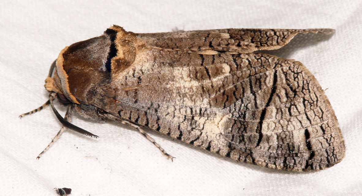 Cossus cossus - fűzfarontólepke