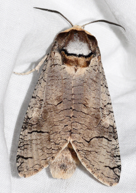 Cossus cossus - fűzfarontólepke