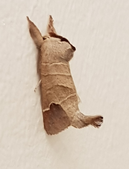 Clostera curtula - rövidszárnyú levélszövő