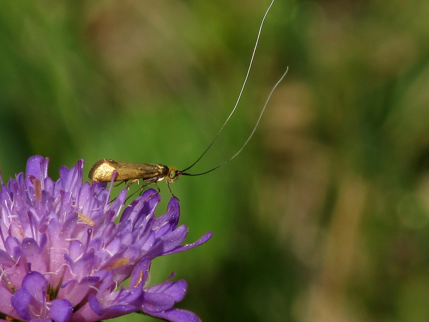 Nemophora metallica - fémszínű tőrösmoly