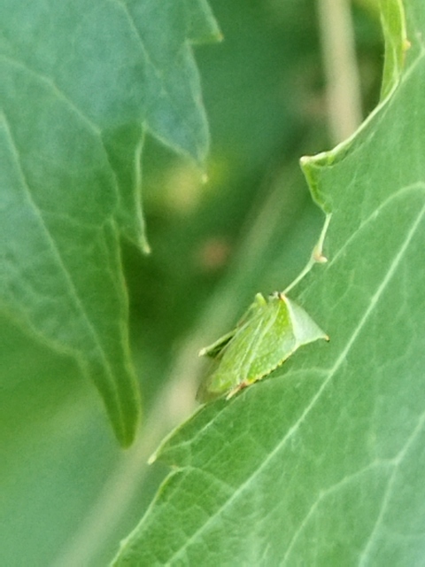 Stictocephala bisonia - bivalykabóca