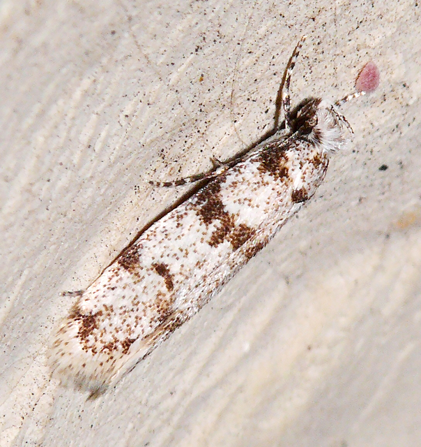 Scythropia crataegella - galagonya-pókhálósmoly