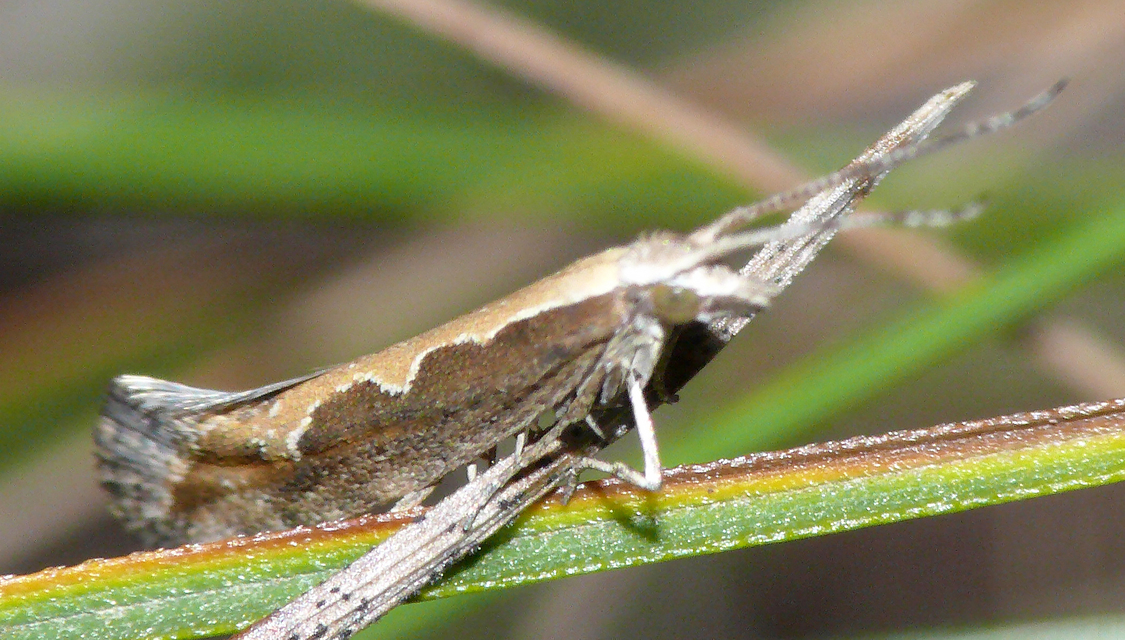 Plutella xylostella - káposztamoly