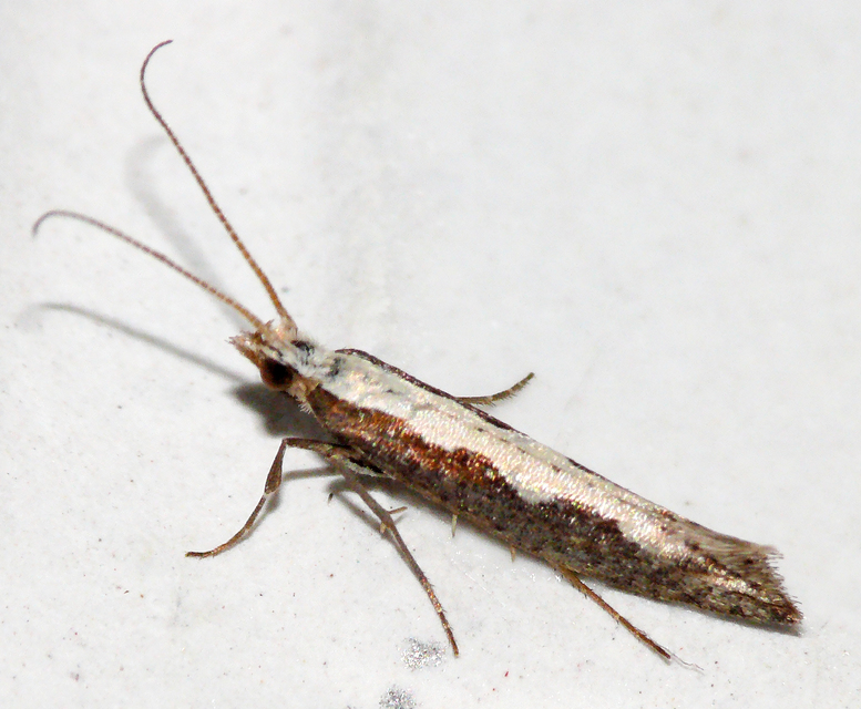Plutella xylostella - káposztamoly