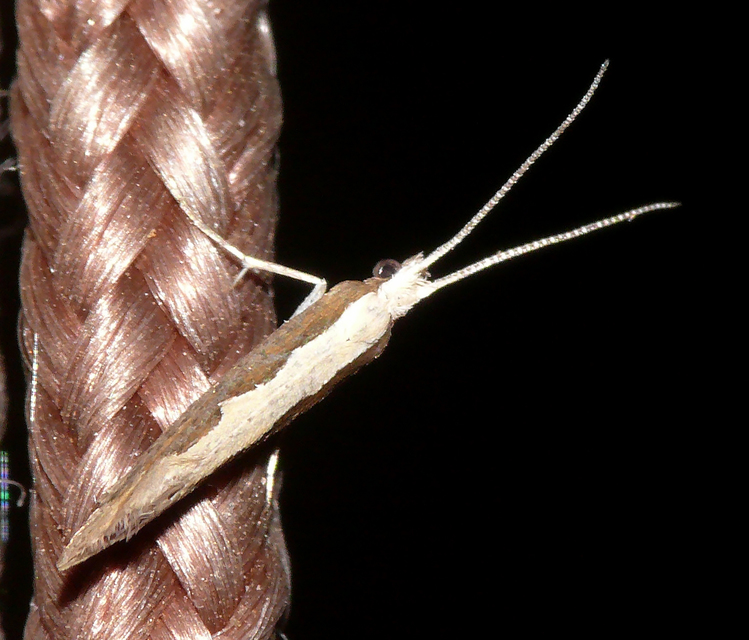 Plutella xylostella - káposztamoly