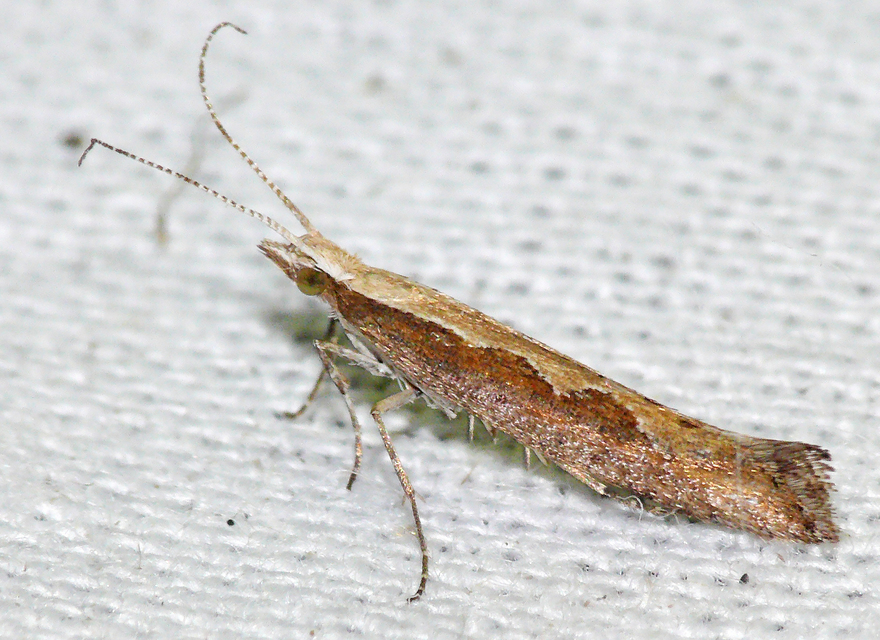 Plutella xylostella - káposztamoly