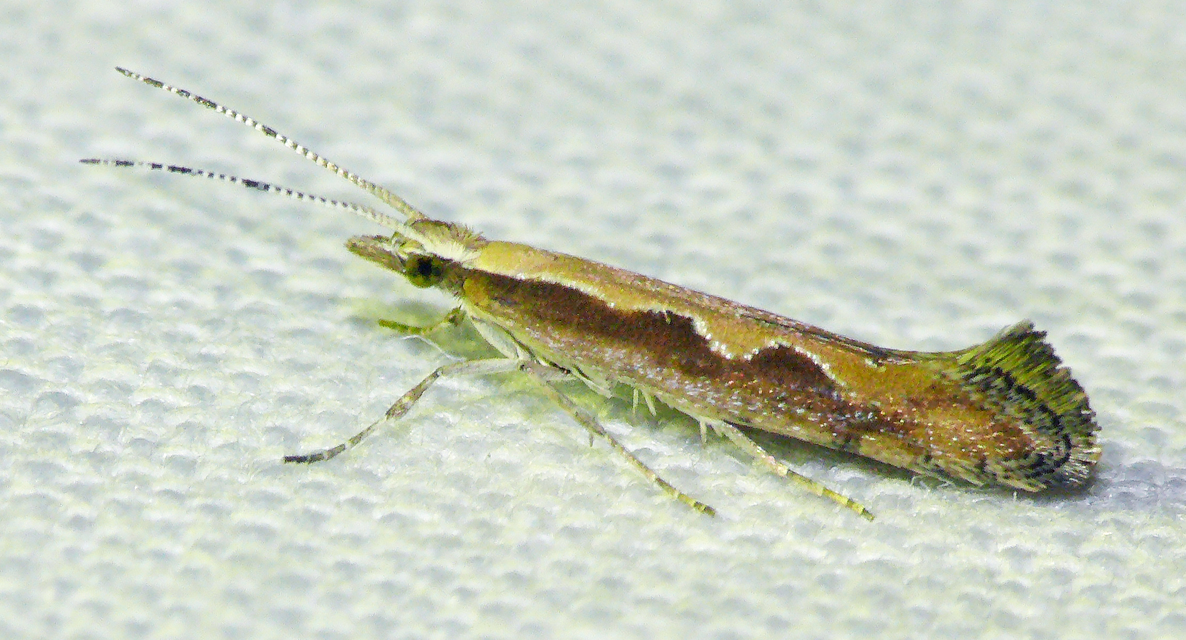 Plutella xylostella - káposztamoly
