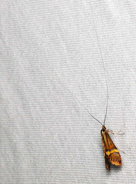 Nemophora degeerella - pompás tőrösmoly