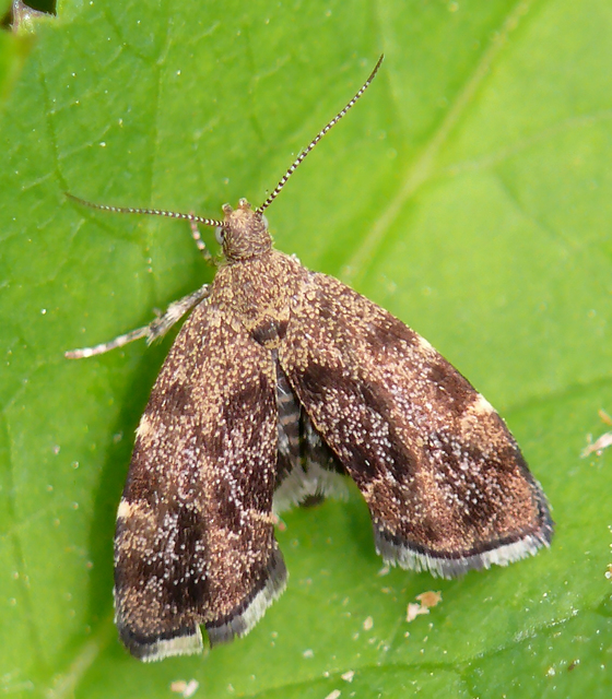 Anthophila fabriciana - lápréti levélmoly