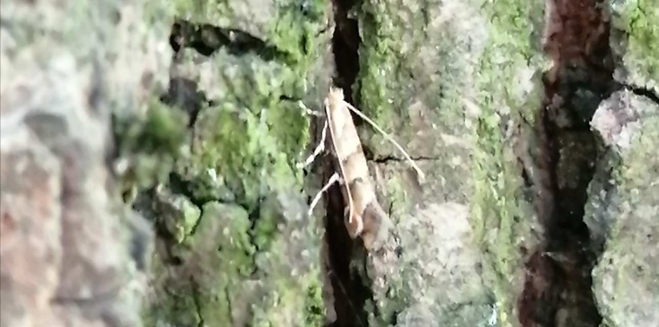 Cameraria ohridella - vadgesztenye-sátorosmoly