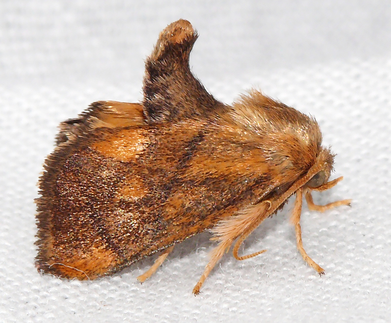 Apoda limacodes - kagylólepke