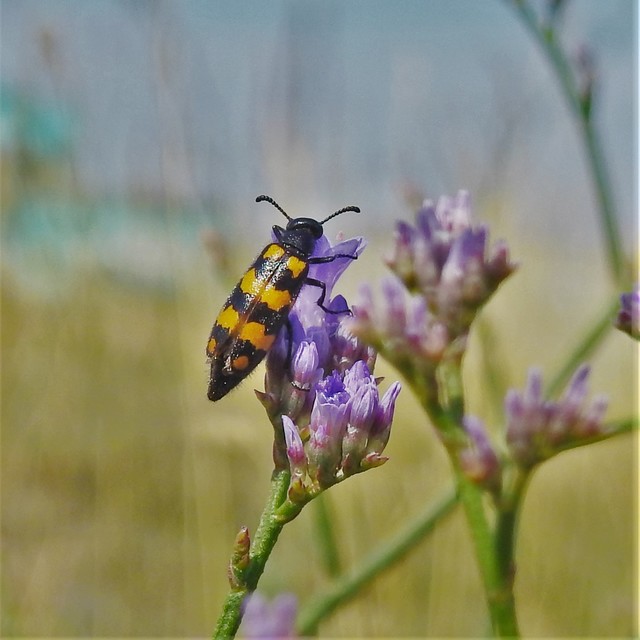 Hycleus tenerus - kis hólyaghúzó