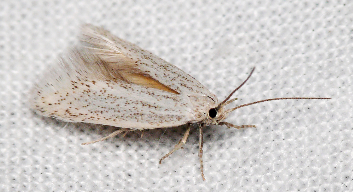 Elachista pollutella - balkáni fűaknázómoly