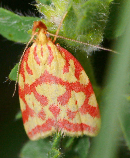 Hypercallia citrinalis - pirossávos díszmoly