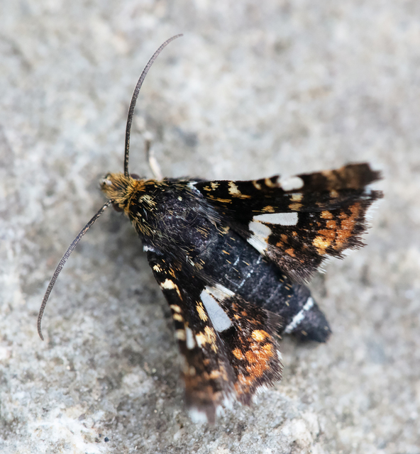 Thyris fenestrella - gyakori ablakosmoly