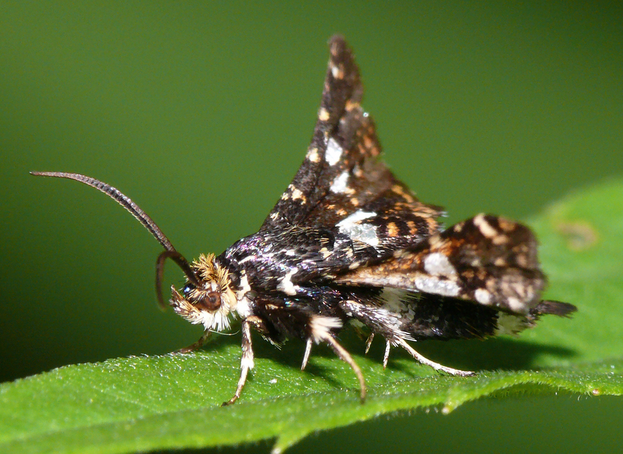 Thyris fenestrella - gyakori ablakosmoly