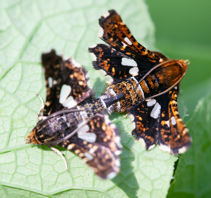 Thyris fenestrella - gyakori ablakosmoly