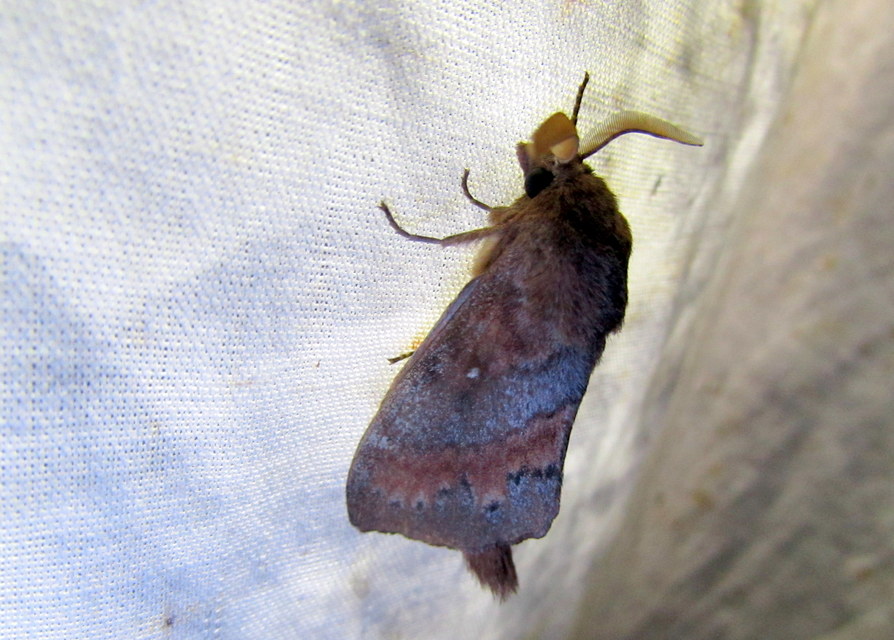 Dendrolimus pini - fenyőpohók