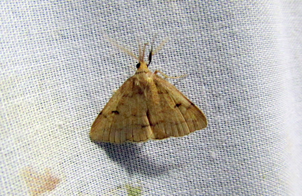 Polypogon gryphalis - láperdei karcsúbagoly