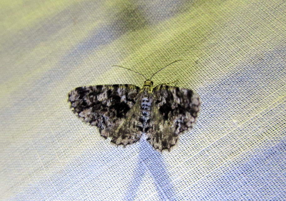 Fagivorina arenaria - bükkfaaraszoló