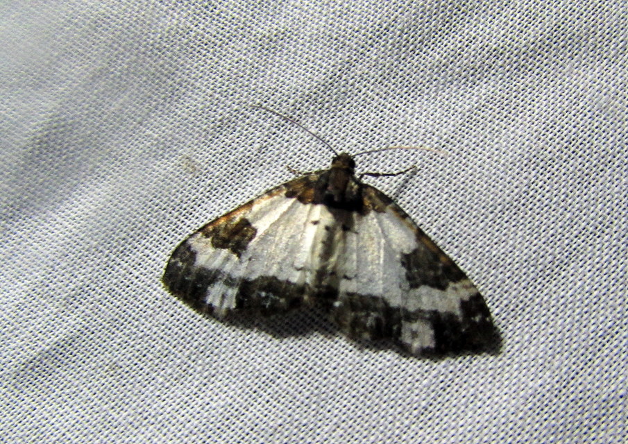 Melanthia procellata - hullámos tarkaaraszoló