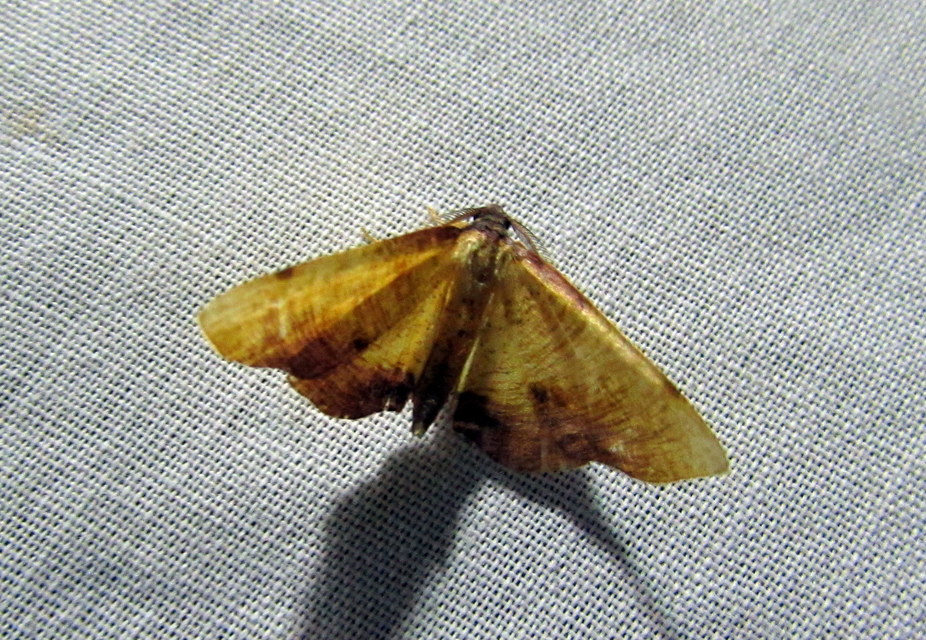 Plagodis dolabraria - baltaszárnyú araszoló