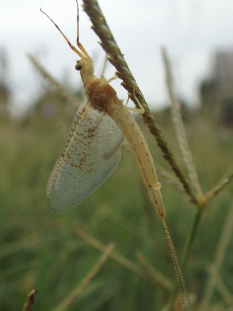 Ephemera glaucops