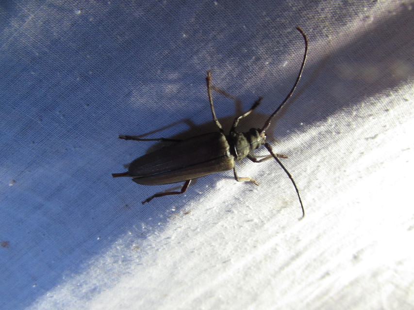 Aegosoma scabricorne - diófacincér