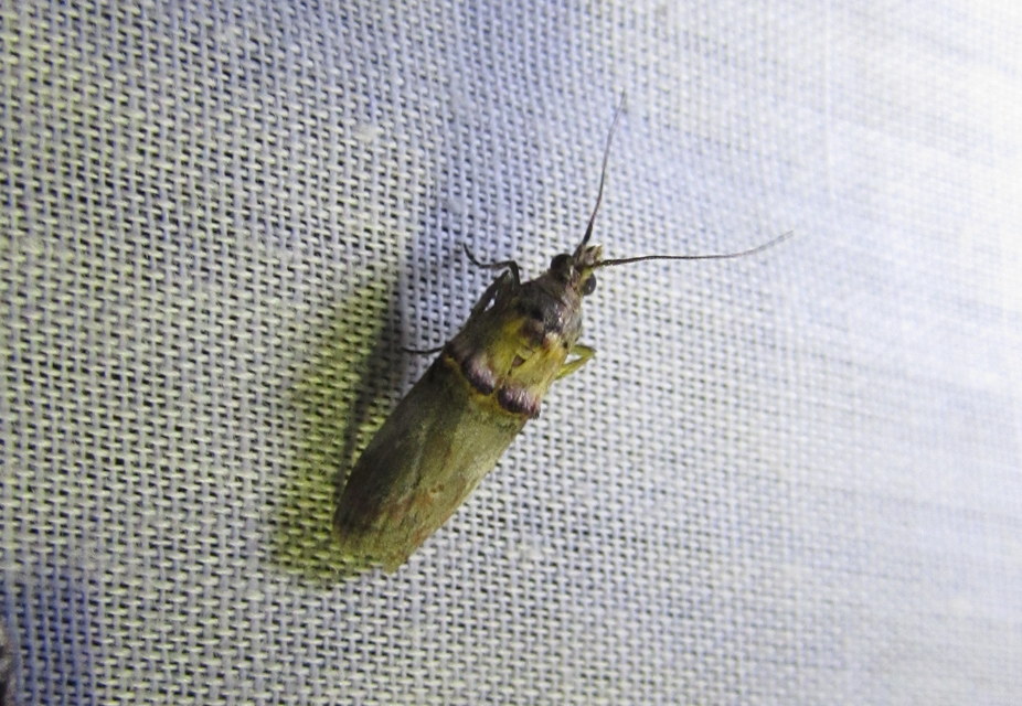 Trachonitis cristella - bokorrágó karcsúmoly
