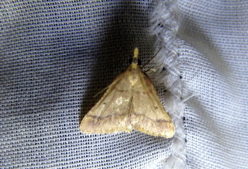 Stemmatophora brunnealis - barna fényilonca