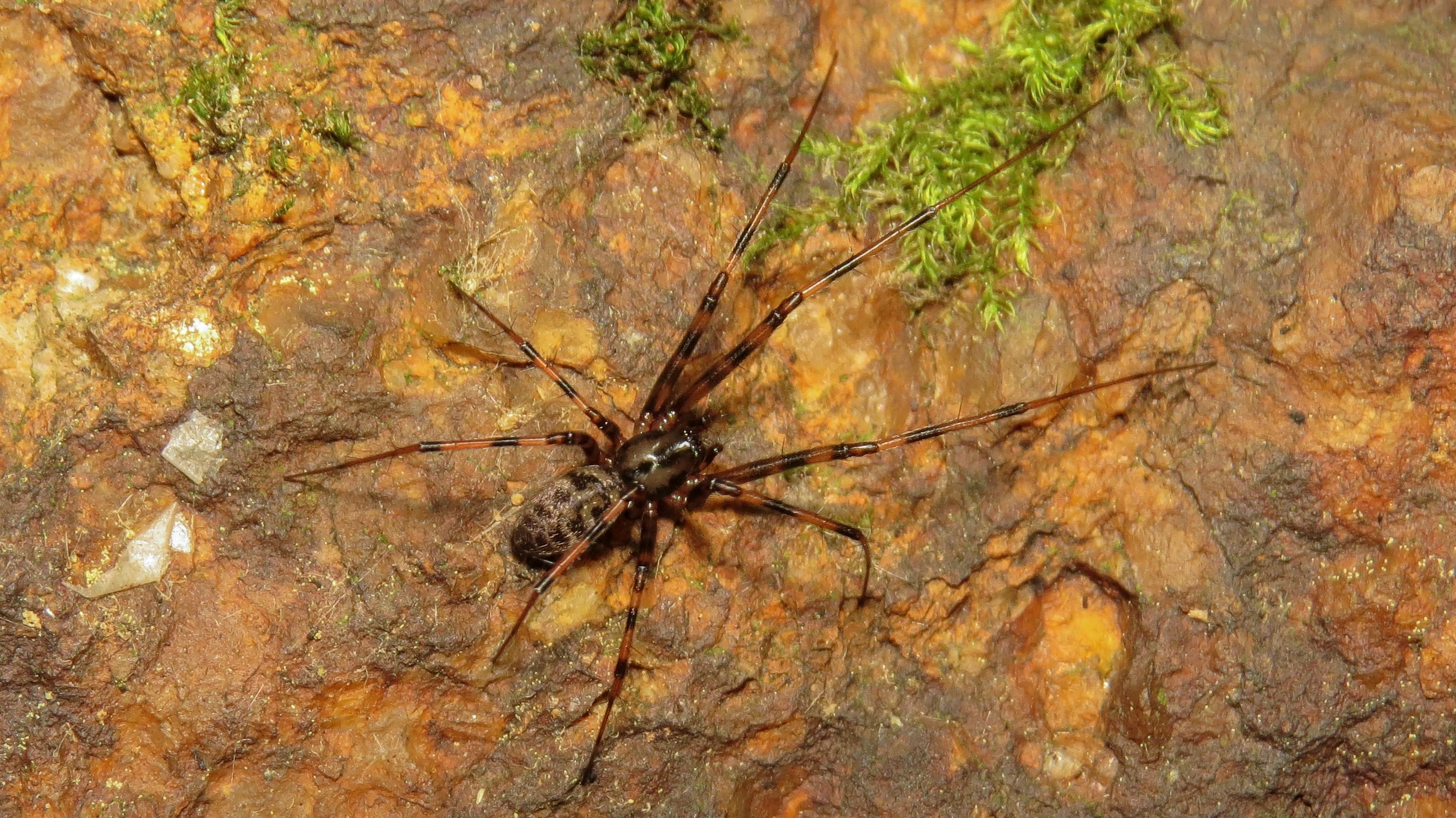 Megalepthyphantes pseudocollinus